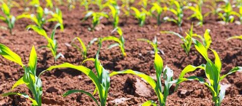 Dyrk med fortrøstning: Yara gødning for dine afgrøders fuldendte vækst